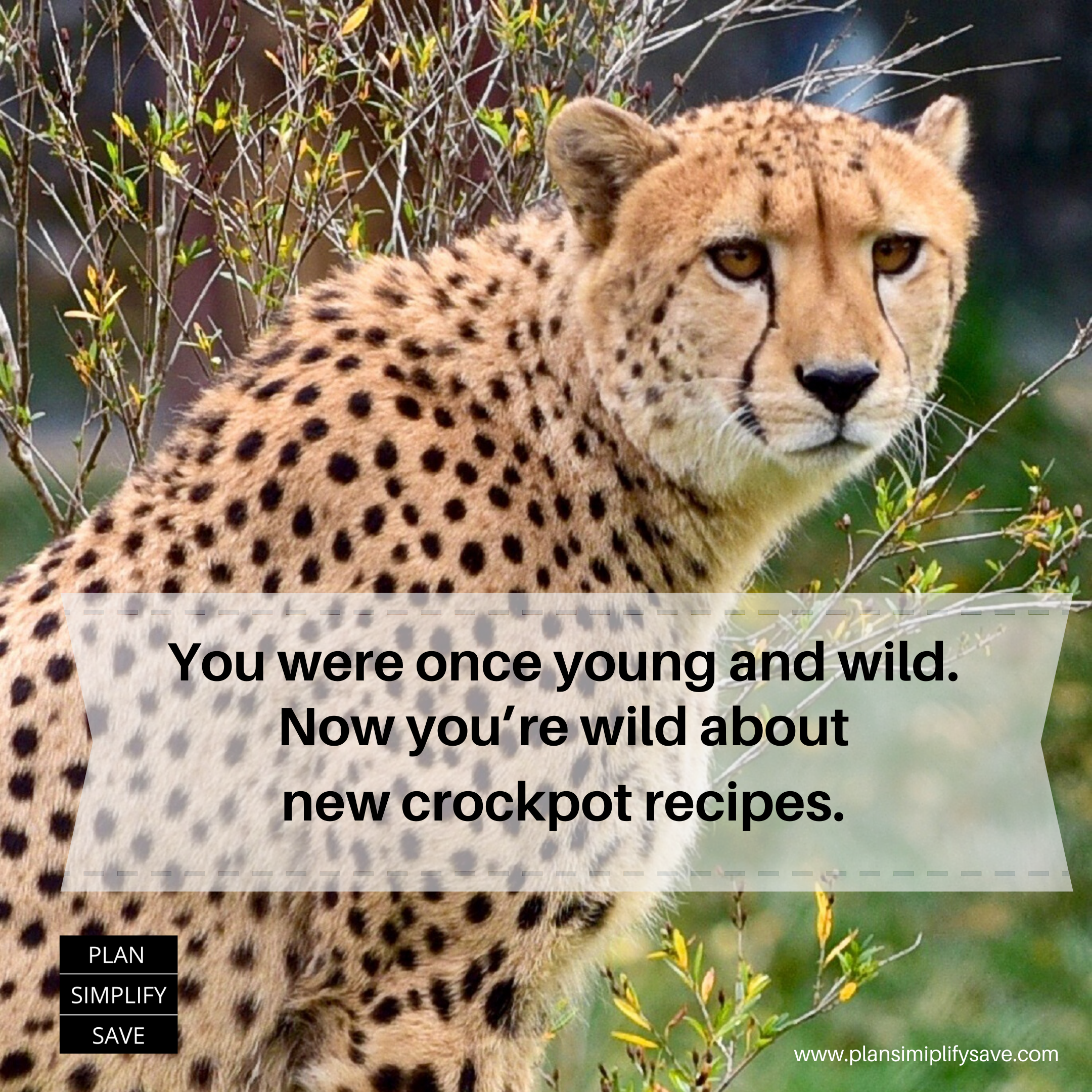 Wild about Crockpot Recipes